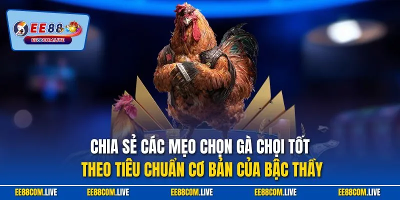 Chia sẻ các mẹo chọn gà chọi tốt theo tiêu chuẩn cơ bản của bậc thầy