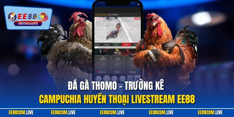 Đá gà Thomo – trường kê Campuchia huyền thoại livestream EE88