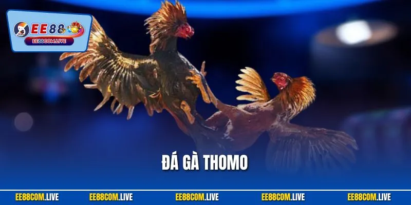 Đá Gà Thomo – Livestream Trường Gà Danh Tiếng, Kèo Chuẩn