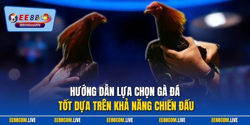 Hướng dẫn lựa chọn gà đá tốt dựa trên khả năng chiến đấu