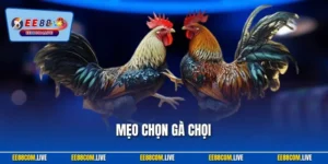 Mẹo Chọn Gà Chọi - Kỹ Năng Tìm Thần Kê Hay Từ Chuyên Gia